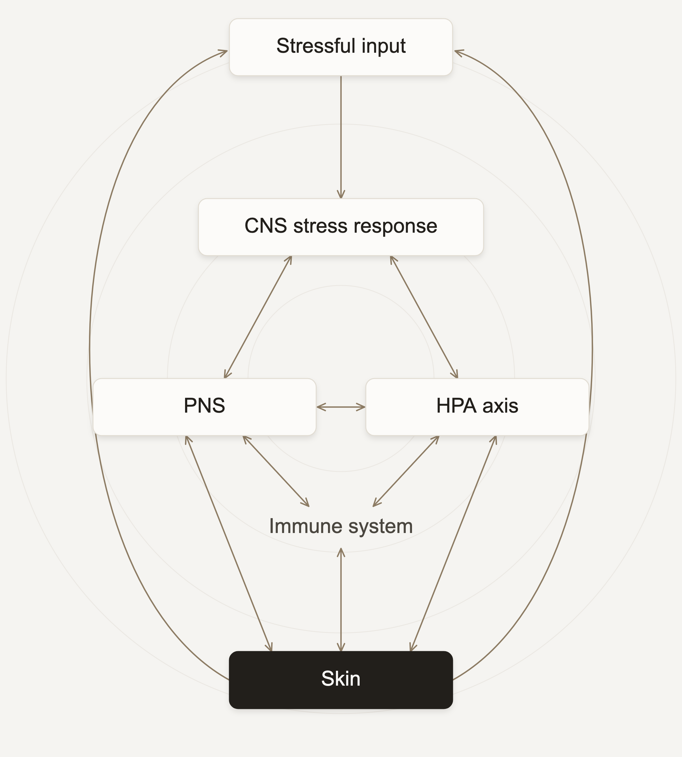 Diagram of the brain–skin axis: stressful input travels through the CNS stress response, the peripheral nervous system, HPA axis and immune system to the skin, and loops back